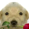 Puppy 8