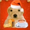 Puppy 9