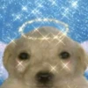 Puppy 10