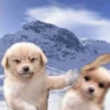 Puppy 12