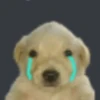 Puppy 13