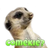 Suricate Seboso 9