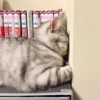 🐈 Cats (@TodorokiShouto) 10