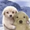 Puppy 15