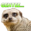 Suricate Seboso 13