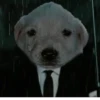 Puppy 17
