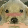 Puppy 18