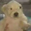 Puppy 20