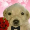 Puppy 21