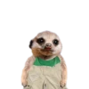 Suricate Seboso 19