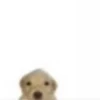 Puppy 22