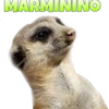 Suricate Seboso 21