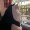 🐈 Cats (@TodorokiShouto) 26