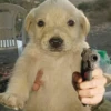 Puppy 23