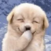 Puppy 24