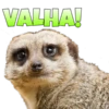 Suricate Seboso 23