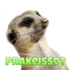 Suricate Seboso 24