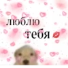 Puppy 27
