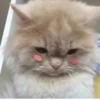 Muchos gatos 🐈 9