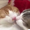 Muchos gatos 🐈 13