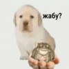 жабу?