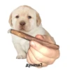 Дунеш?