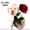 это тебе зайка