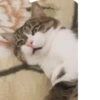 Muchos gatos 🐈 26