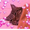 Muchos gatos 🐈 30