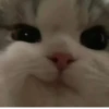 Gatos para seu bate-papo 5
