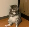 Gatos para seu bate-papo 6