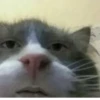 Gatos para seu bate-papo 7