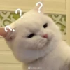 Gatos para seu bate-papo 8