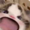 Gatos para seu bate-papo 9