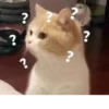 Gatos para seu bate-papo 11