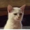 Gatos para seu bate-papo 12