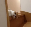 Gatos para seu bate-papo 14