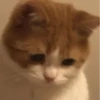 Gatos para seu bate-papo 16