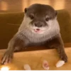 quality is fine 18