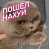 chat 21