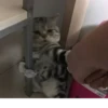 Gatos para seu bate-papo 17