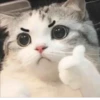 Gatos para seu bate-papo 19