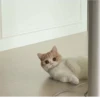 Gatos para seu bate-papo 20