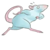 Rato 13