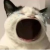 Gatos para seu bate-papo 21