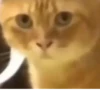 Gatos para seu bate-papo 23
