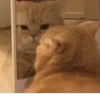 Gatos para seu bate-papo 24