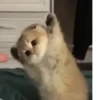Gatos para seu bate-papo 25