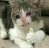 Gatos para seu bate-papo 26
