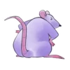 Rato 17